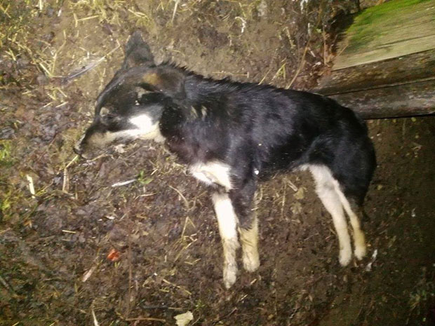 Отровано 25 паса широм Младеновца, убијени и власнички пси!